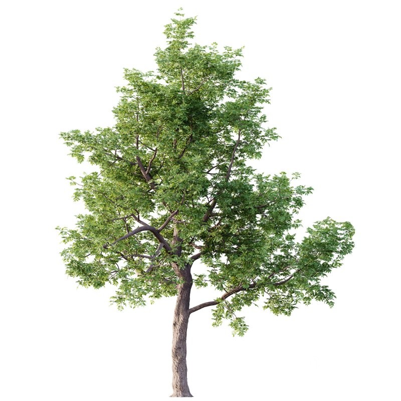 AV Ash Tree and American Elm Tree Image 2