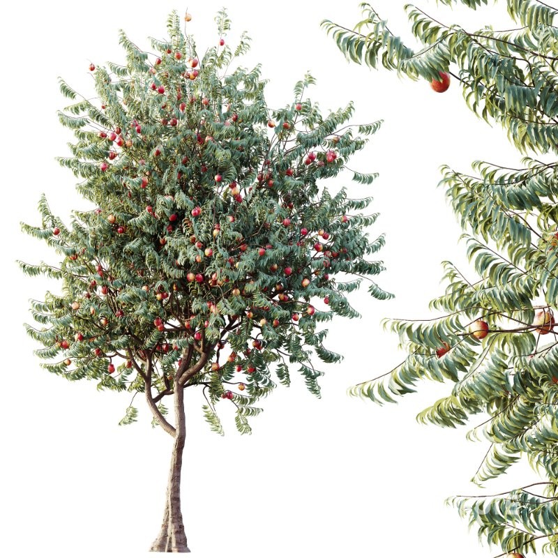 AV Amygdalus Persica Peach Version02 Image 2