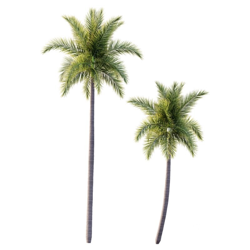 Roystonea Regia Tree 06 Image 1