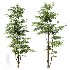 AV Carpinus Betulus and Pinus Bonsai Sylvestris Pine Parviflora Scotch Contorta - Thumbnail 1