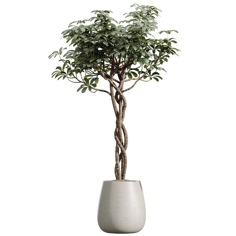 AV Indoor Plants Set 435 Banana and Alnus Glutinosa and Orange Tree and Schefflera Arboricola and Ficus Binnendijkii Image 3