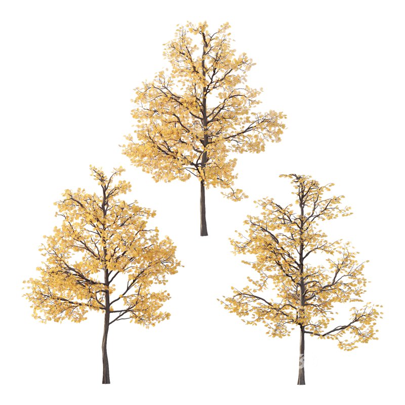 Mountain Ash Tree 01 Image 3