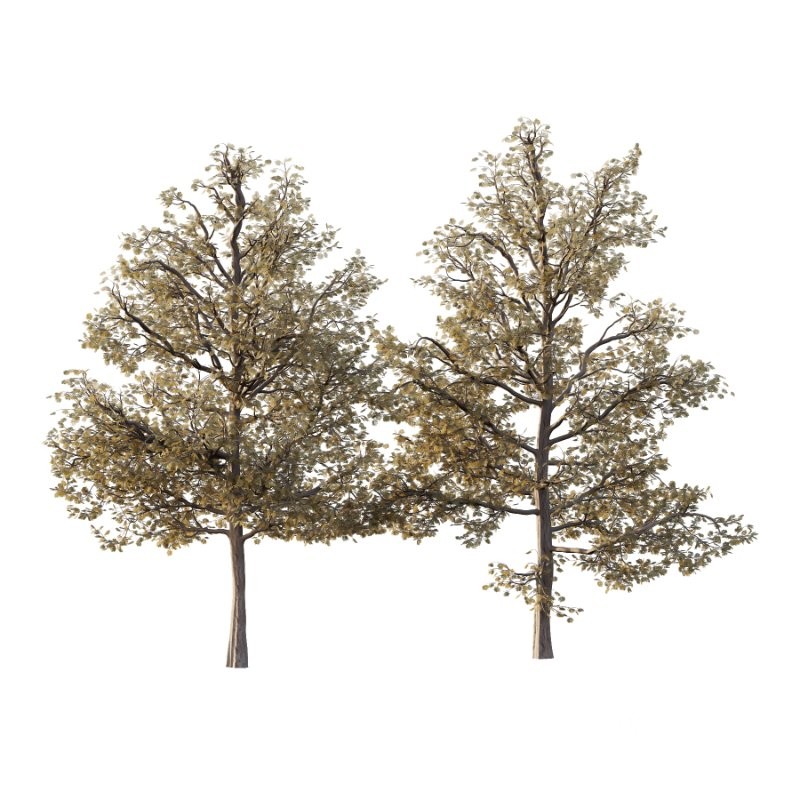 Mountain Ash Tree 16 Image 1