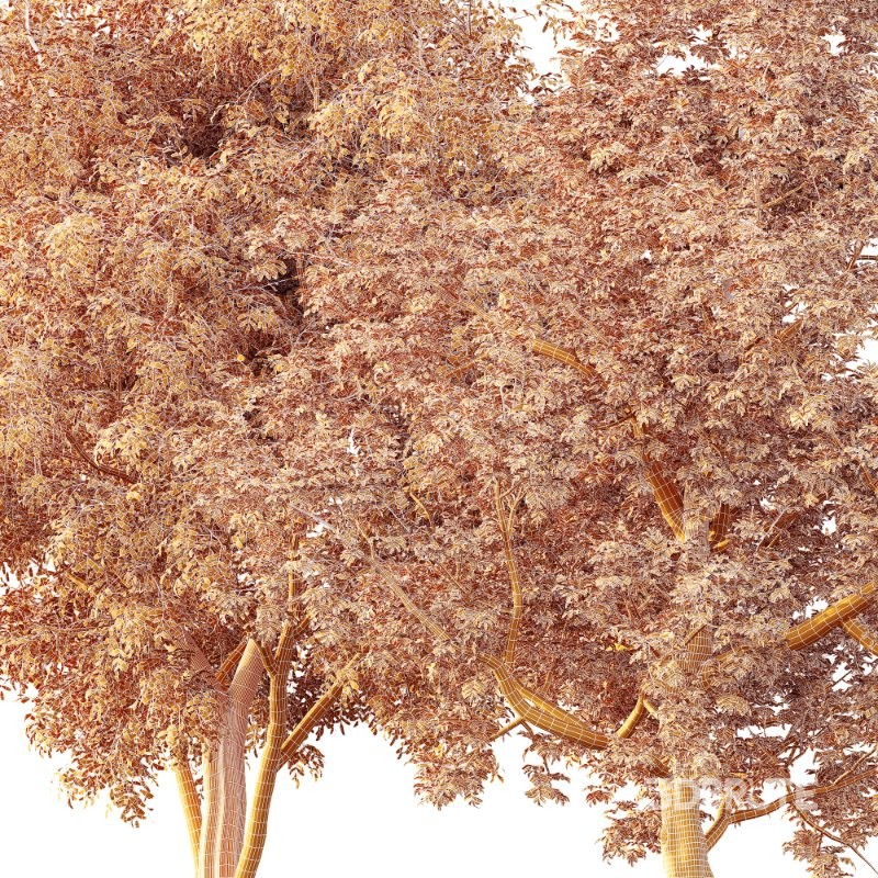 AV Ash Tree and American Elm Tree Image 4