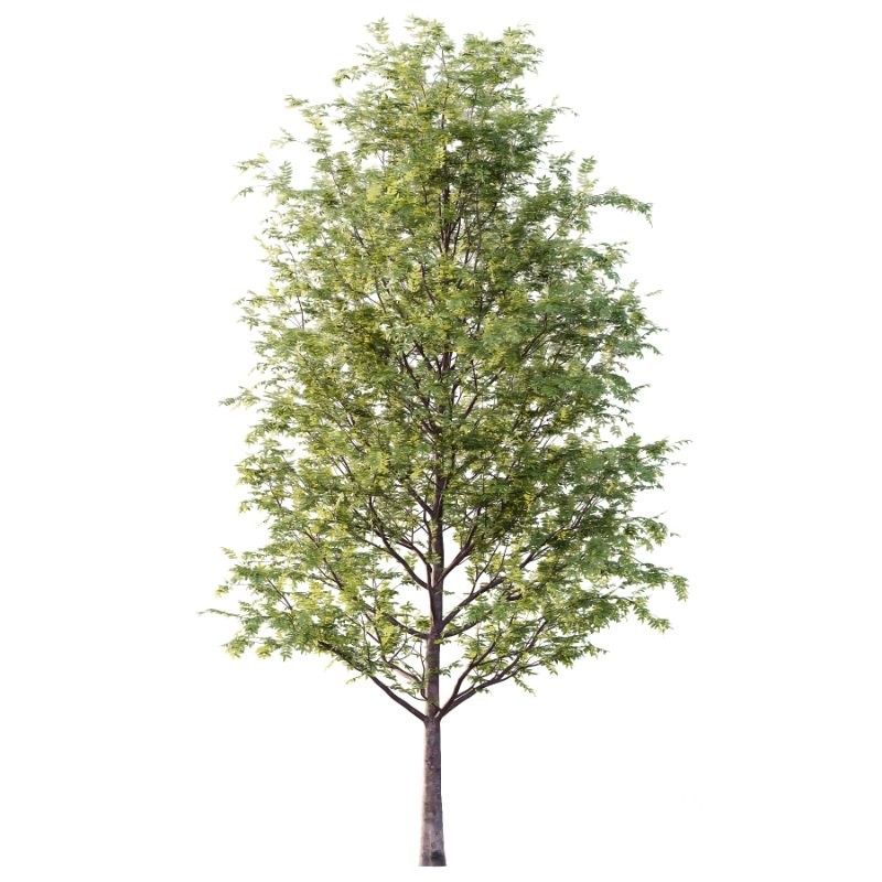 Rowan tree 01 Image 2