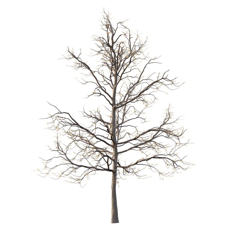 Mountain Ash Tree 07 Image 3