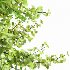 AV Acer Saccharinum and Maidenhair Ginkgo Biloba - Thumbnail 3