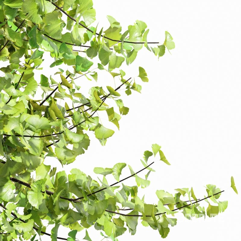 AV Acer Saccharinum and Maidenhair Ginkgo Biloba Image 3