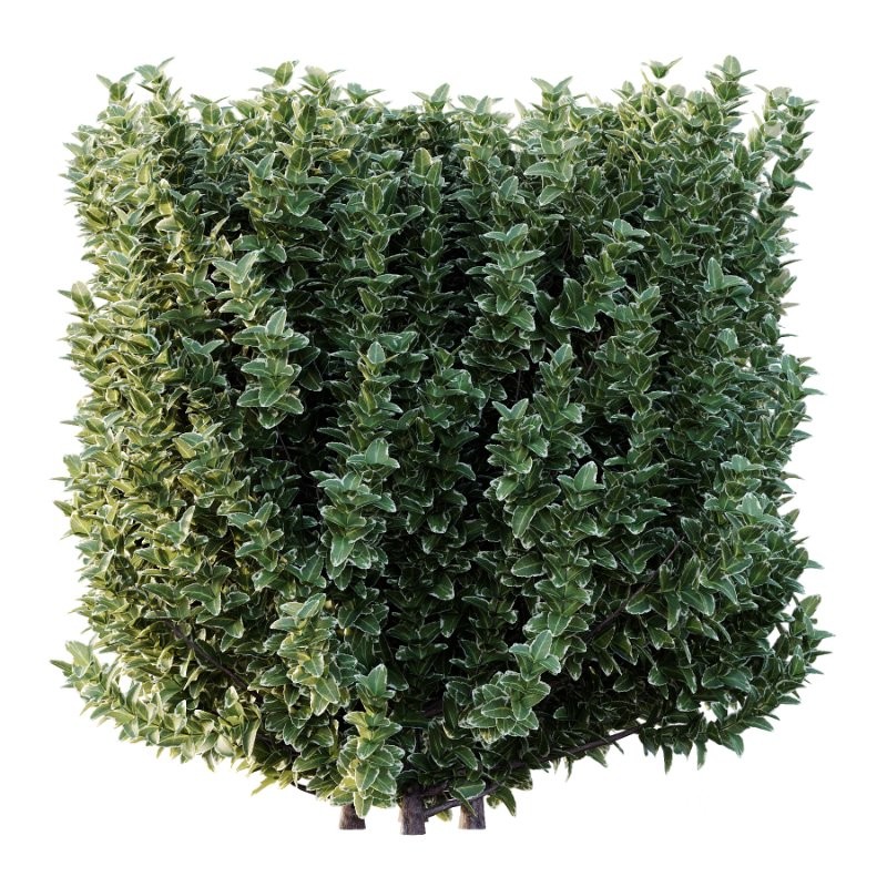 s vary widely among different species and between different English-speaking countries, but include spindle (or spindle tree), burning-bush, strawberry-bush, wahoo, wintercreeper, or simply euonymus. It has about 140 species of deciduous and evergreen shrubs, small trees and lianas. They are mostly native to East Asia, extending to the Himalayas, and they are also distributed in Europe, Australasia, North America, and Madagascar. Fifty species are endemic to China.The inconspicuous flowers occur in small groups, and can be green, yellow, pink or maroon in color depending on species. The leaves are opposite (rarely alternate) and simple ovoid, typically 2–15 cm long, and usually with a finely serrated margin. The fruit is a pink or white four- or five-valved pod-like berry, which splits open to reveal the fleshy-coated orange or red seeds. Image 2