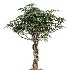 AV Indoor Plants Set 409 Olive Ficus Schefflera Lemon - Thumbnail 4