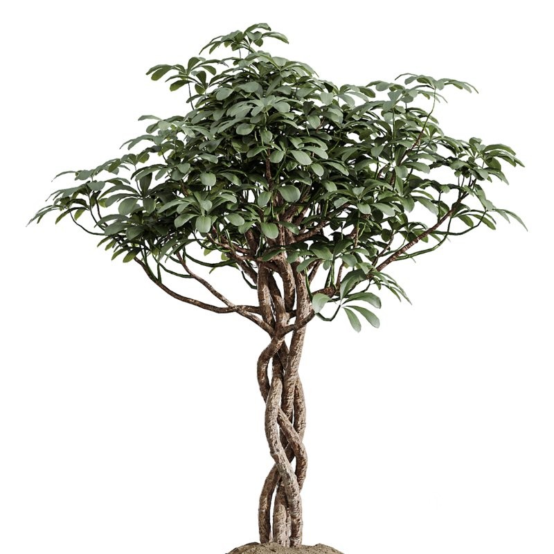 AV Indoor Plants Set 409 Olive Ficus Schefflera Lemon Image 4