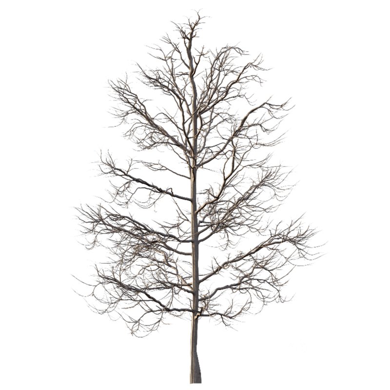 Mountain Ash Tree 06 Image 4