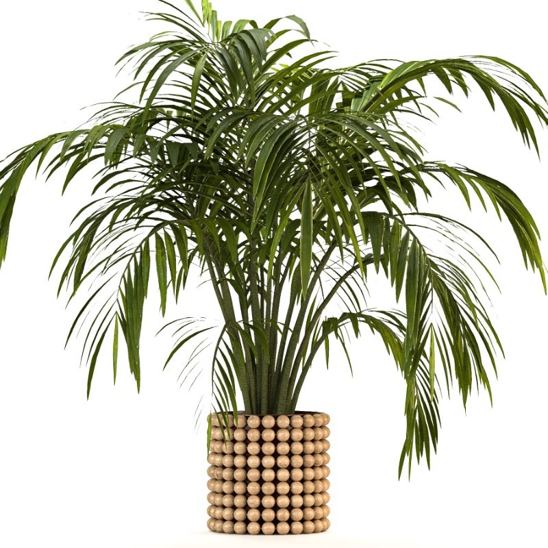 Boho Pot Plants Image 4