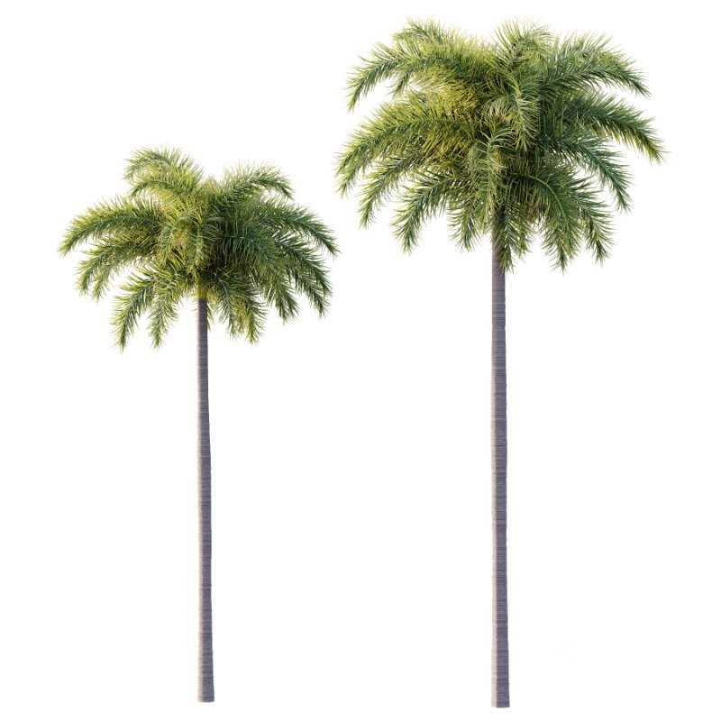 Roystonea Regia Tree 04 Image 1