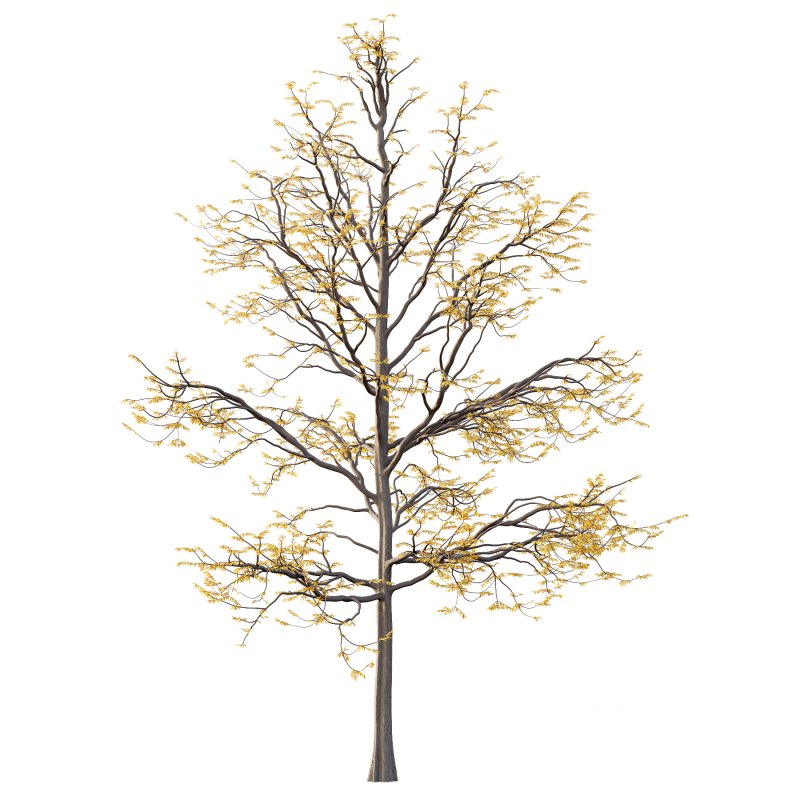 Mountain Ash Tree 08 Image 5