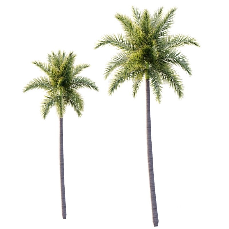 Roystonea Regia Tree 05 Image 1