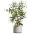 AV Indoor Plants Set 408 Banana Ficus Swiss Cheese olive Lemon - Thumbnail 4
