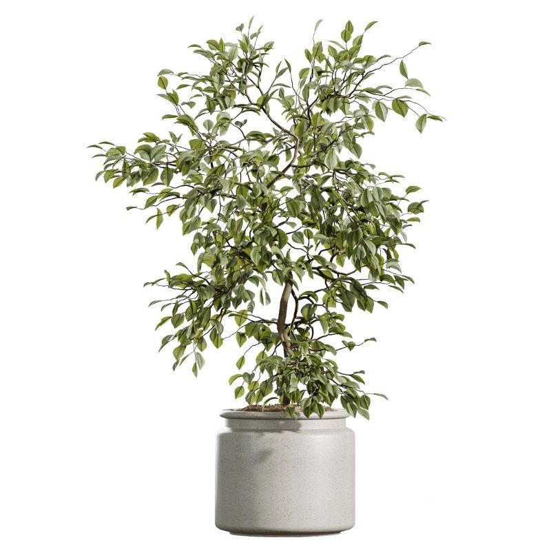 AV Indoor Plants Set 408 Banana Ficus Swiss Cheese olive Lemon Image 4