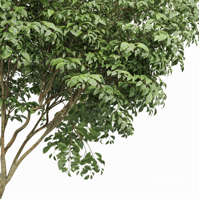 AV Acer Saccharinum and Japanese Cherry Leaf Image 4