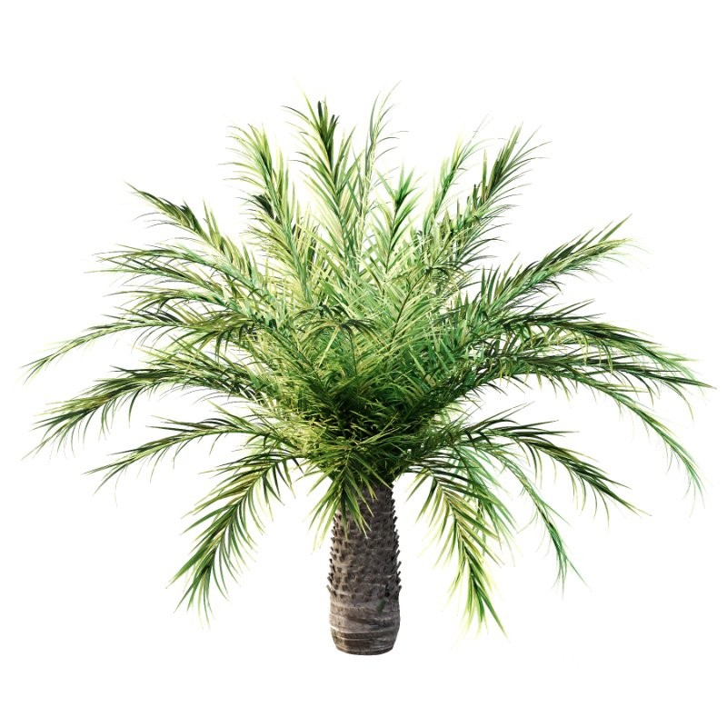 Phoenix roebelenii Palm Trees 03 Image 1