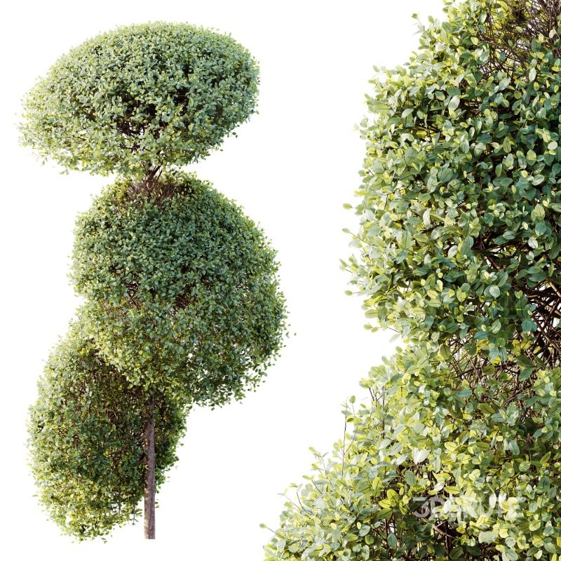 AV Plants Bush Ficus Concinna Bonsai Pruned Version15 Image 2