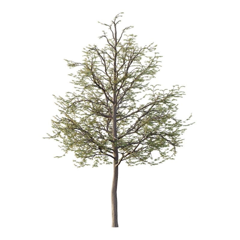 Mountain Ash Tree 09 Image 1