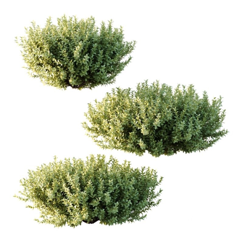 Frutices Fortescue Euonymus 11 Image 1