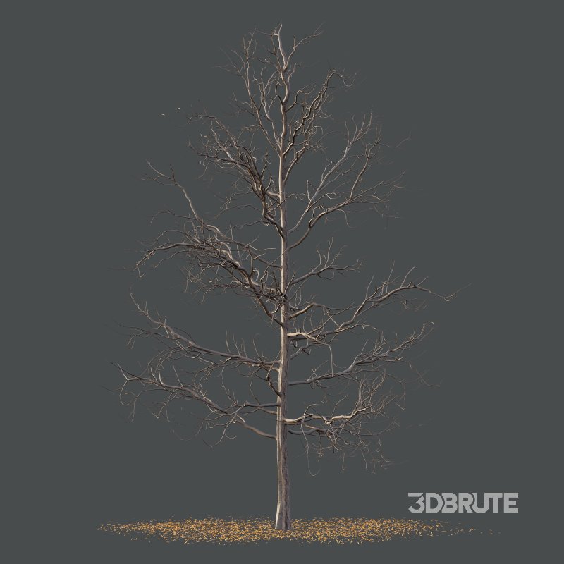 Mountain Ash Tree 03 Image 4