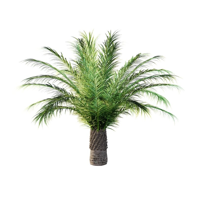 Phoenix roebelenii Palm Trees 04 Image 2