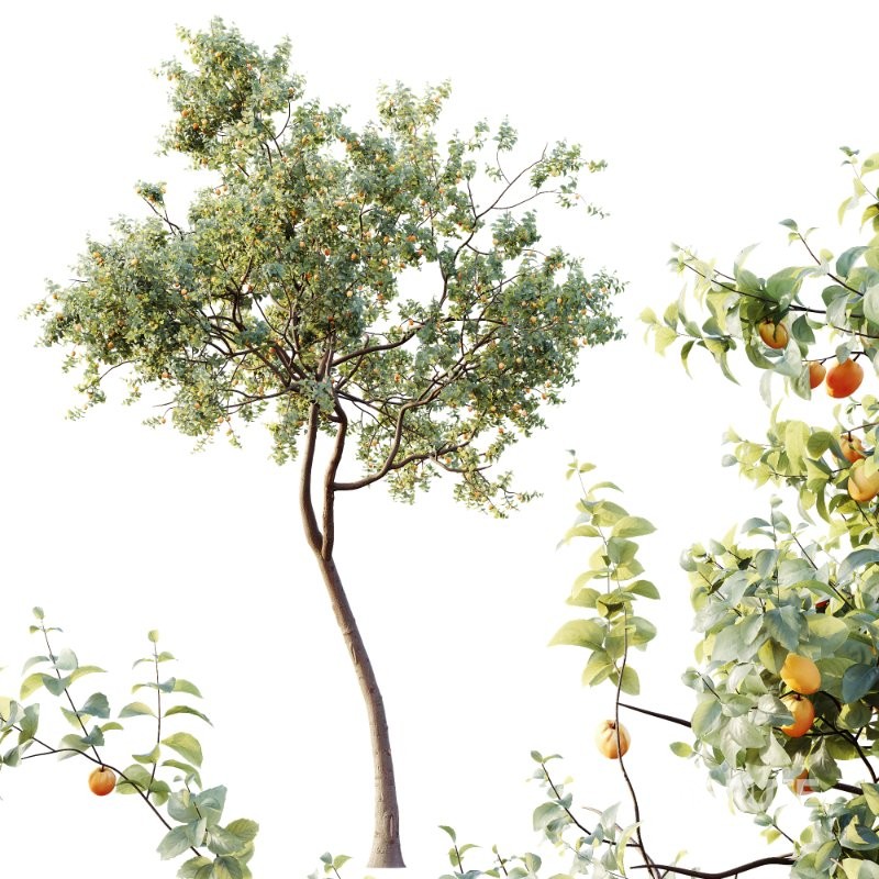 AV Plants Armeniaca Vulgaris Prunus Version02 Image 2