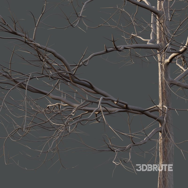 Mountain Ash Tree 05 Image 3