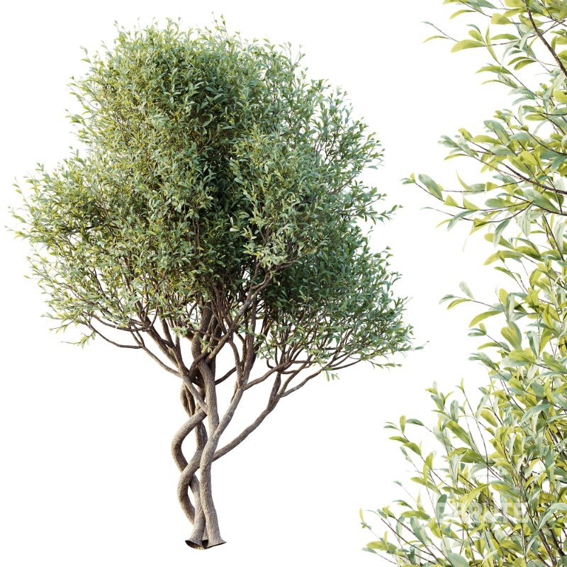 AV Bush Plants Mission Kalamata Leccino Arbequina Wilsonii Chemlali Olive Version30 Image 4