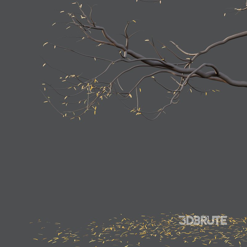 Mountain Ash Tree 02 Image 2