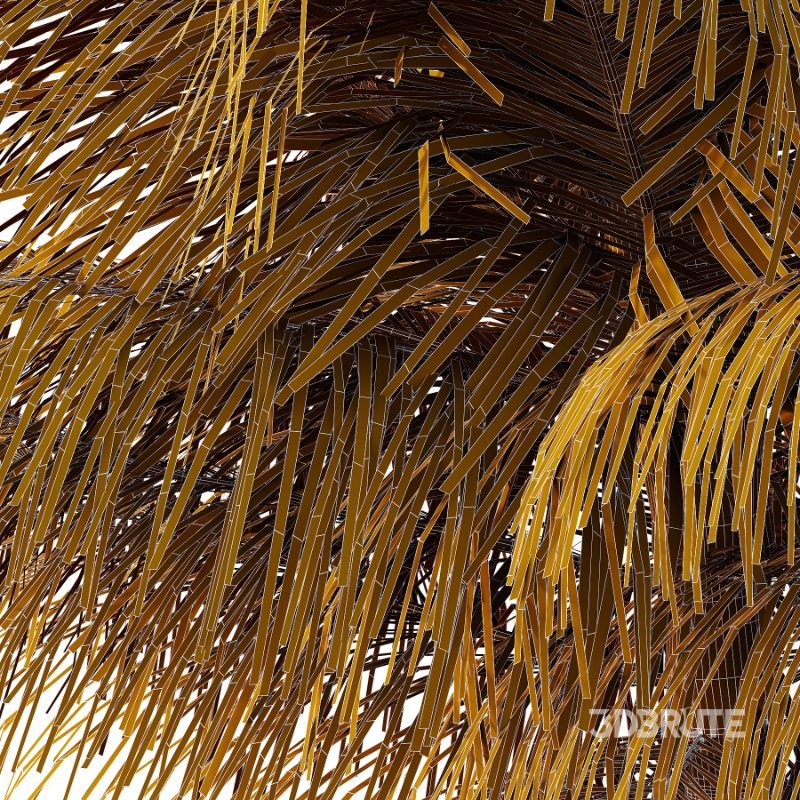 Palm Tree 02 Image 4