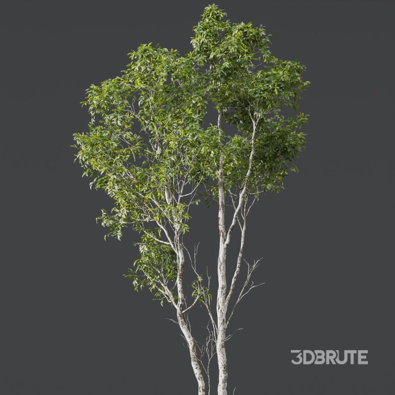 AV 4 trees Castanea Sativa and Betula Pendula Image 4