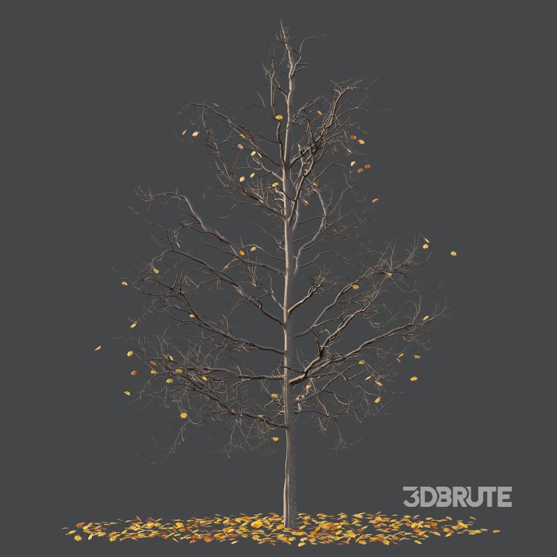 Mountain Ash Tree 05 Image 2