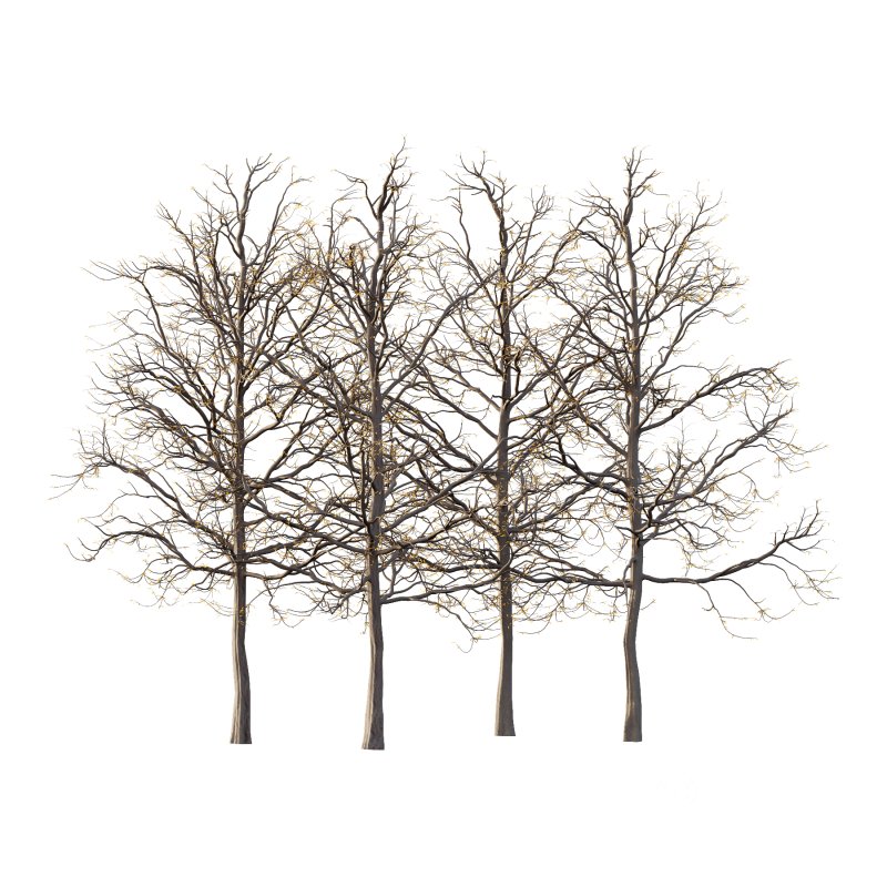 Mountain Ash Tree 07 Image 5