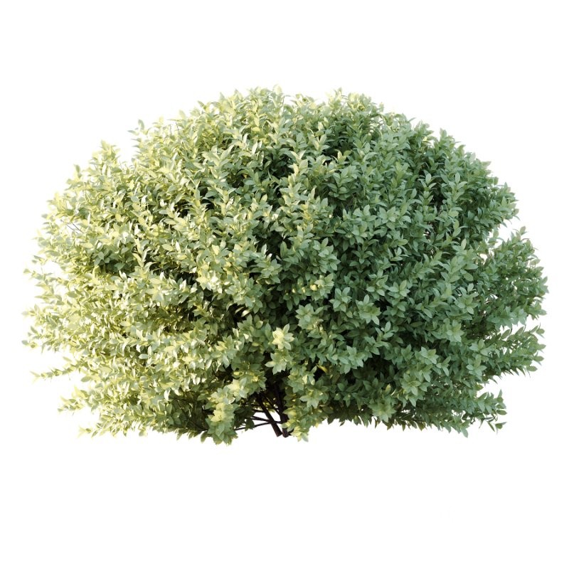 Frutices Fortescue Euonymus 09 Image 4