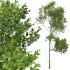 AV Fagus Grandifolia and Fagus Sylvatica - Thumbnail 1
