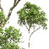 AV Celtis Australis and Acer Pseudoplatanus - Thumbnail 1