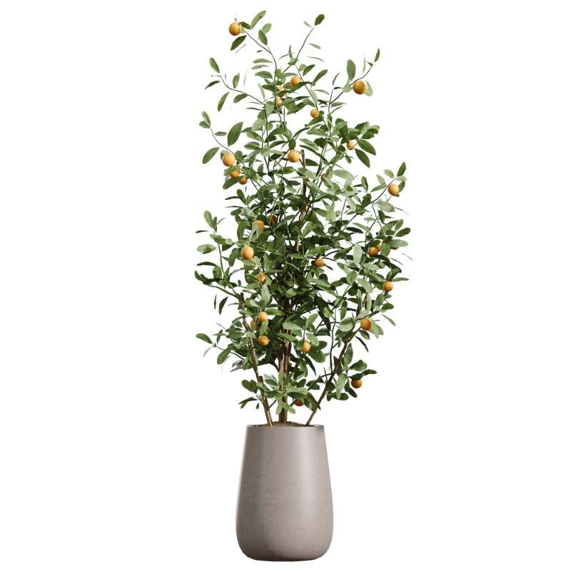 AV Indoor Plants Set 435 Banana and Alnus Glutinosa and Orange Tree and Schefflera Arboricola and Ficus Binnendijkii Image 2