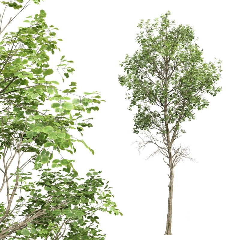 AV Betula Pendula and Fagus Sylvatica Image 4