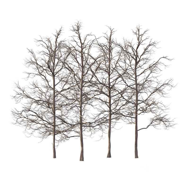 Mountain Ash Tree 06 Image 5