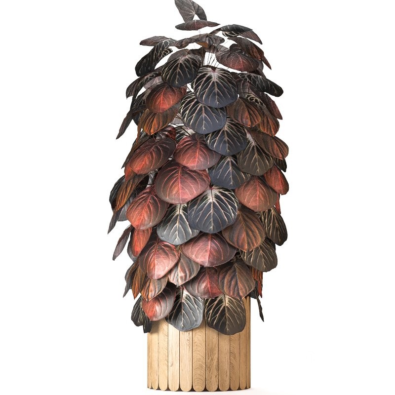 Boho Pot Plants 02 Image 2