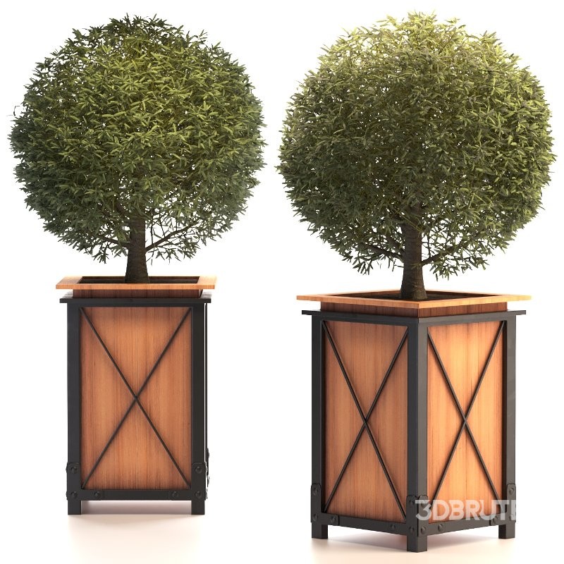 Outdoor Plant 01 Image 3