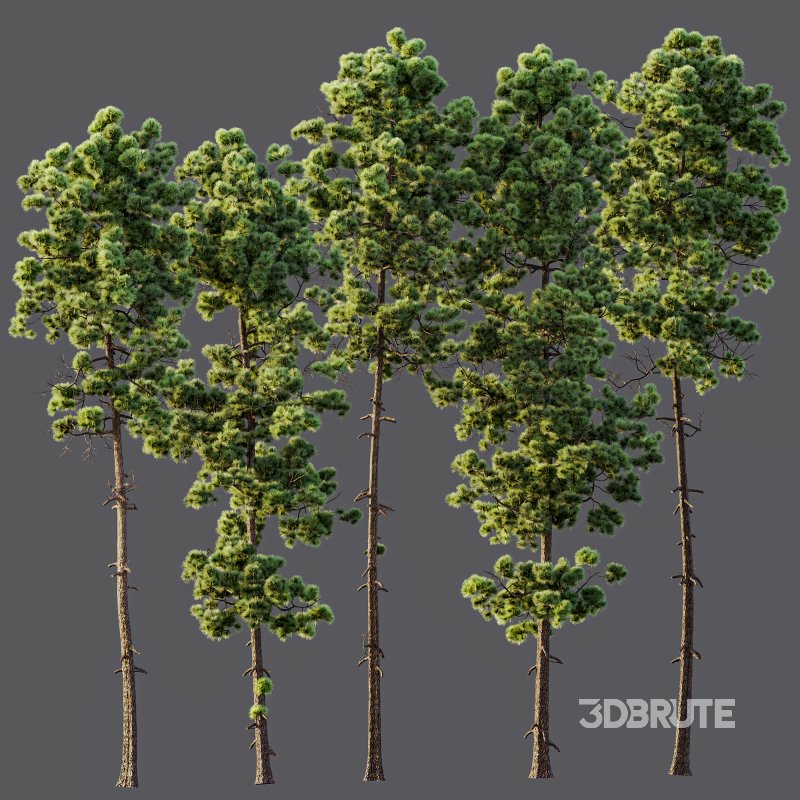 AV Pinus Engelmannii and Pinus Palustris Image 7