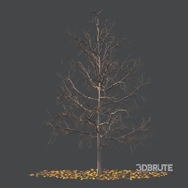 Mountain Ash Tree 05 Image 1