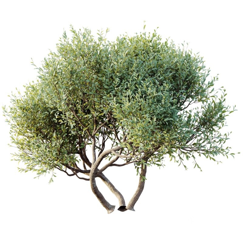 AV Bush Plants Mission Kalamata Leccino Arbequina Wilsonii Chemlali Olive Version30 Image 1