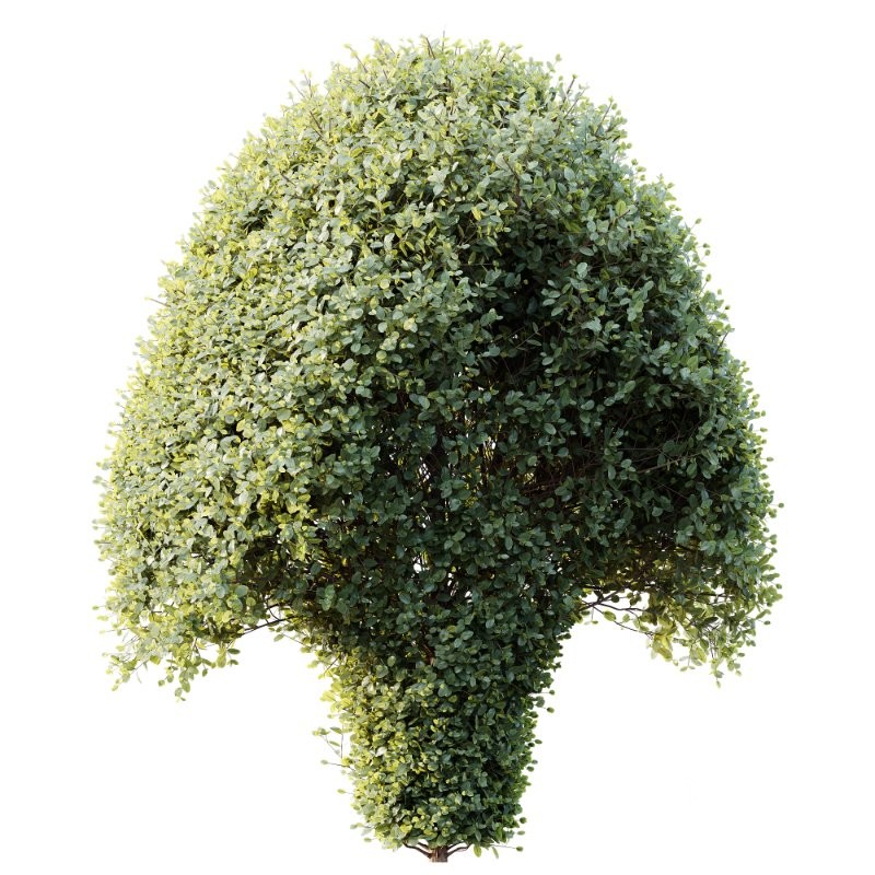 AV Ficus Concinna Bonsai Pruned Version11 Image 1