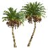 AV Phoenix Sylvestris Fruit and Phoenix Canariensis Decorative Garden - Thumbnail 1